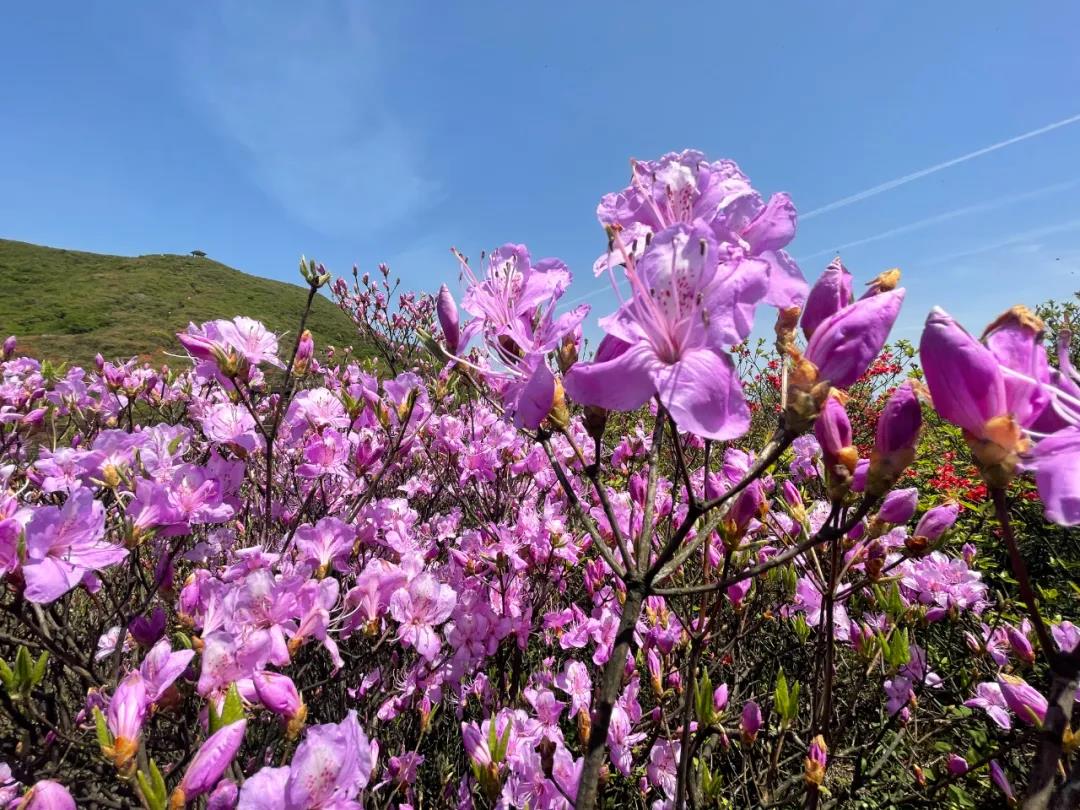 青岛大珠山风景区安排一下 漫山杜鹃花进入最佳赏花期_黄岛