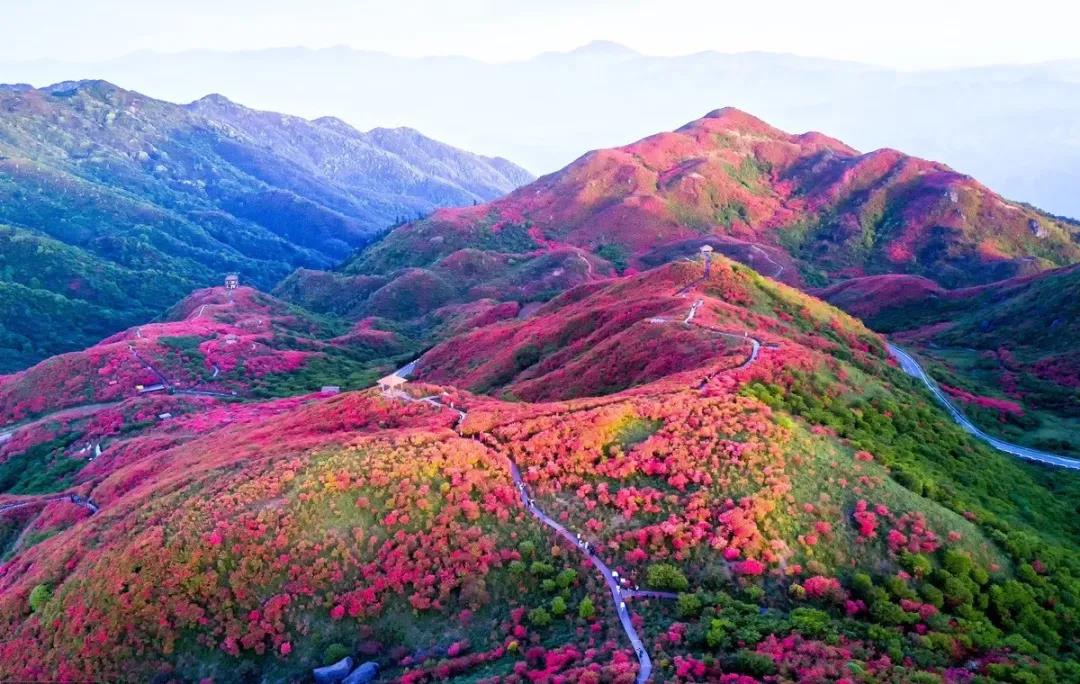 资讯活动 > 大围山杜鹃花节 杜鹃花开,"中国最美路姐"莉琴带你云赏万